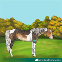 Horse Color:Silver Buckskin Splash Tobiano