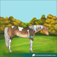 Horse Color:Silver Buckskin Tobiano