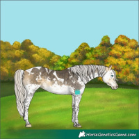 Horse Color:White Spotted Silver Buckskin Splash Tobiano 