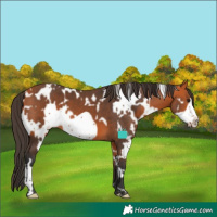 Horse Color:White Spotted Bay Frame