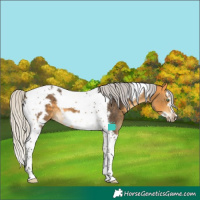 Horse Color:Silver Buckskin Tobiano Frame 