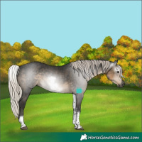 Horse Color:Gray White Spotted Silver Smoky Black Tobiano