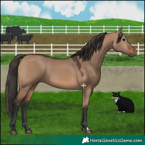 Horse Color:Bay Dun 