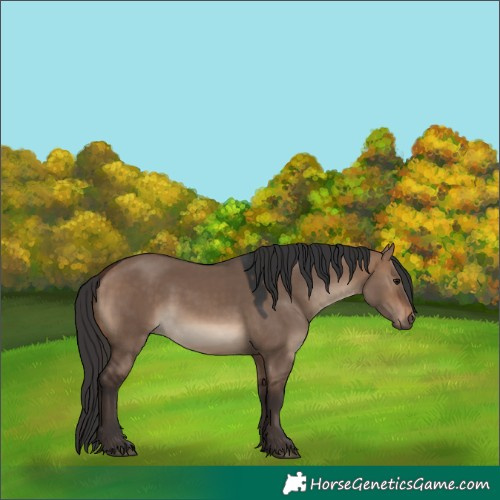 Horse Color:Brown Dun 