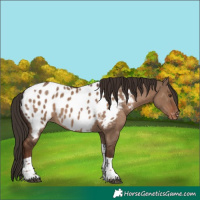 Horse Color:Liver Red Dun Tobiano Appaloosa