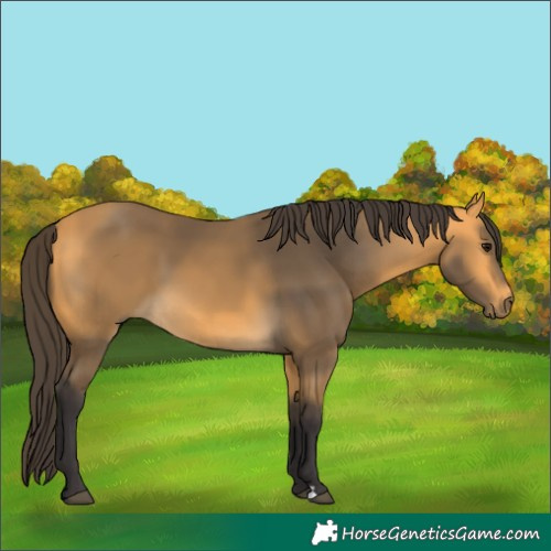 Horse Color:Buckskin 
