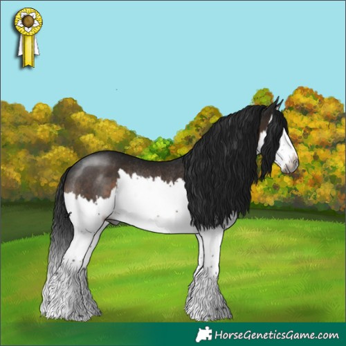Horse Color:Gray Brown Splash Rabicano