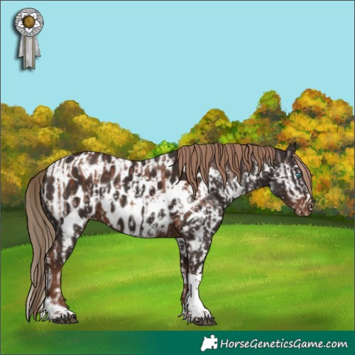 Horse Color:Liver Chestnut Splash Tobiano and Liver Chestnut Tobiano Appaloosa