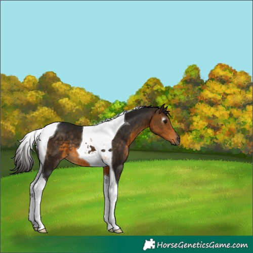 Horse Color:Gray Buckskin Tobiano