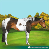 Horse Color:Gray Buckskin Tobiano 