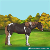 Horse Color:Liver Chestnut Tobiano