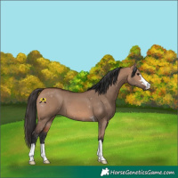 Horse Color:Bay Dun