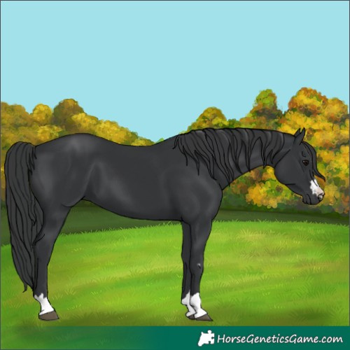 Horse Color:Black 