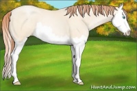 Horse Color:Amber Cream Champagne Pearl Sabino Splash 
