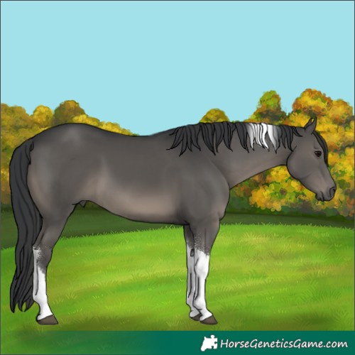 Horse Color:Black Tobiano 