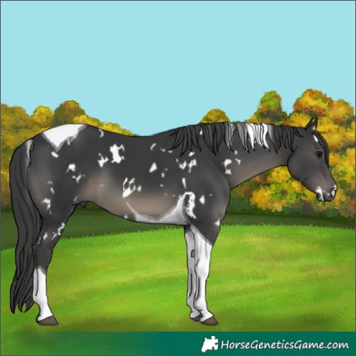 Horse Color:White Spotted Black Tobiano 