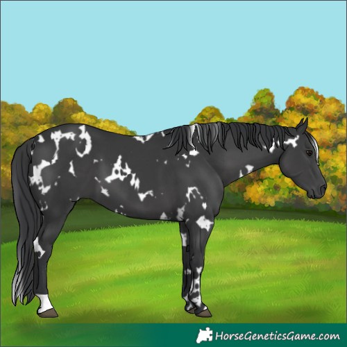 Horse Color:White Spotted Black 
