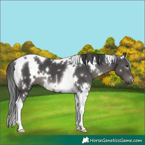 Horse Color:White Spotted Black Tobiano 