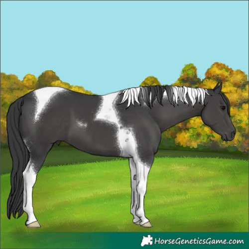 Horse Color:Black Tobiano 