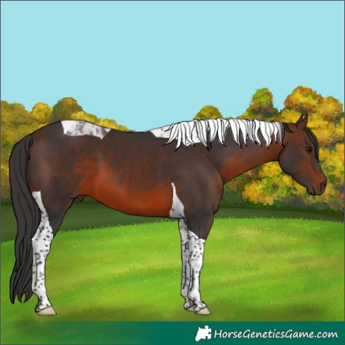 Horse Color:Brown Tobiano 
