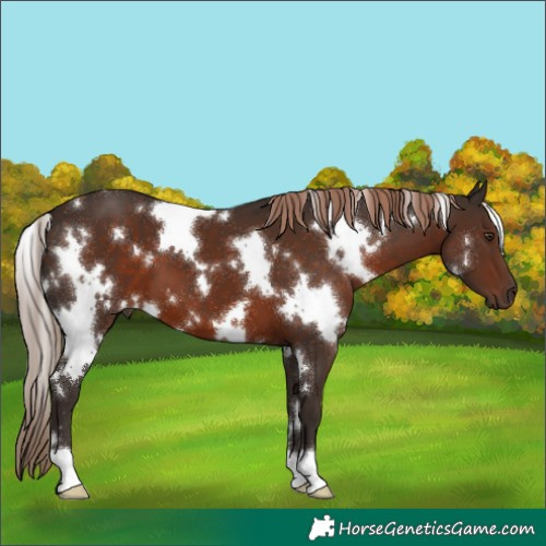 Horse Color:White Spotted Liver Chestnut 