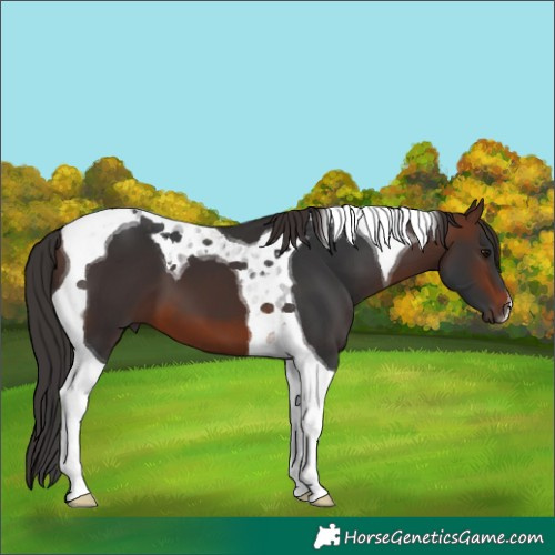 Horse Color:Brown Tobiano 