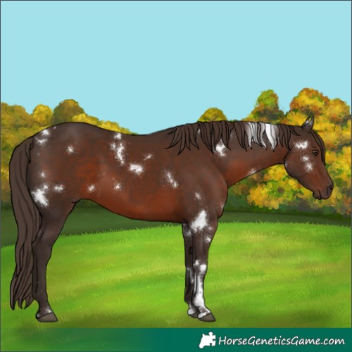 Horse Color:White Spotted Liver Chestnut 