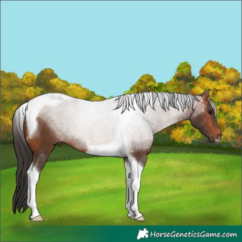 Horse Color:Bay Tobiano 