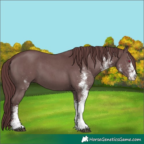 Horse Color:White Spotted Chocolate Black