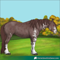 Horse Color:White Spotted Chocolate Black