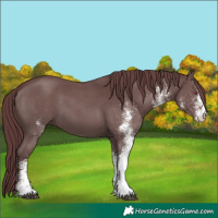 Horse Color:White Spotted Chocolate Black