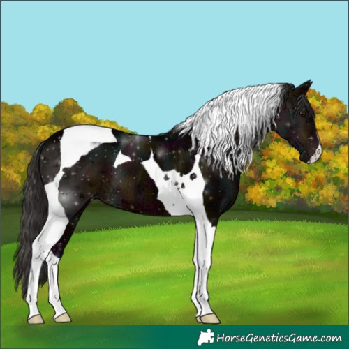 Horse Color:Midnight Bay Ice Tobiano 