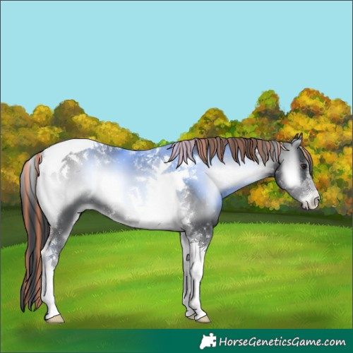 Horse Color:Painted Blue Onyx Chinchilla Tobiano 