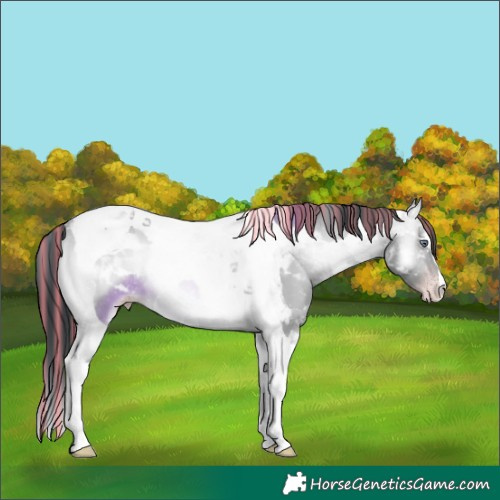 Horse Color:Painted Sable Champagne Chinchilla Onyx Tobiano 
