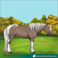 Horse Color:Liver Red Dun Mushroom Tobiano Rabicano 