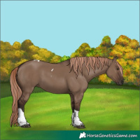 Horse Color:Liver Red Dun Tobiano