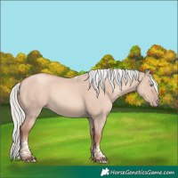 Horse Color:Gold Champagne Dun Mushroom Tobiano