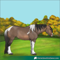 Horse Color:Bay Dun Tobiano Rabicano