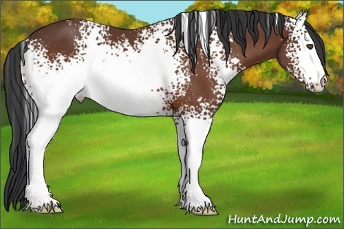 Horse Color:White Spotted Bay 