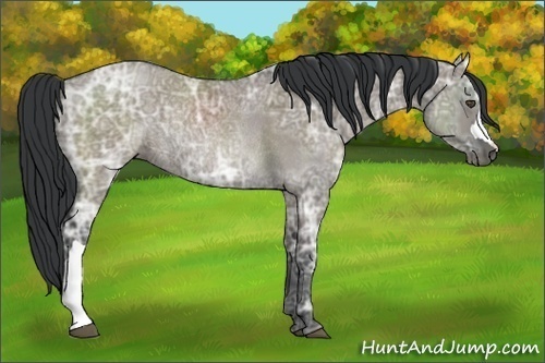 Horse Color:Grullo Ice Rabicano 