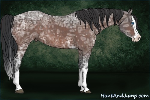 Horse Color:Bay Ice Splash Rabicano 