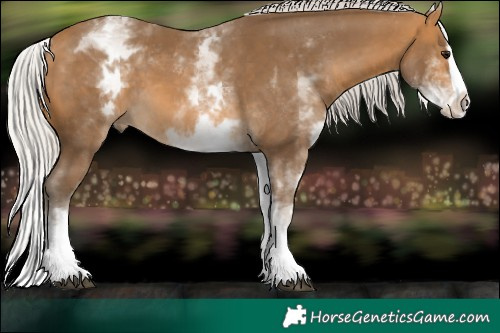 Horse Color:White Spotted Silver Buckskin Splash 