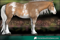 Horse Color:White Spotted Silver Buckskin Splash 