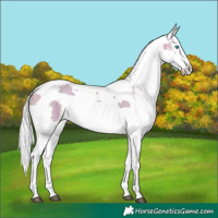 Horse Color:Watercolor Silver Buckskin Harlequin Merle Splash Tobiano