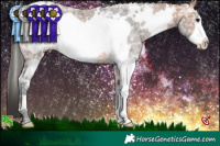 Horse Color:White Spotted Bay Ice Frame Rabicano