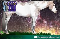 Horse Color:White Spotted Bay Ice Frame Rabicano