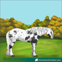 Horse Color:Black Harlequin Merle  and Black Harlequin Merle Splash 