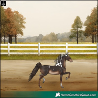Horse Color:Liver Chestnut Tobiano Skewed Appaloosa Rabicano 