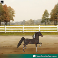 Horse Color:Liver Chestnut Tobiano Skewed Appaloosa Rabicano 