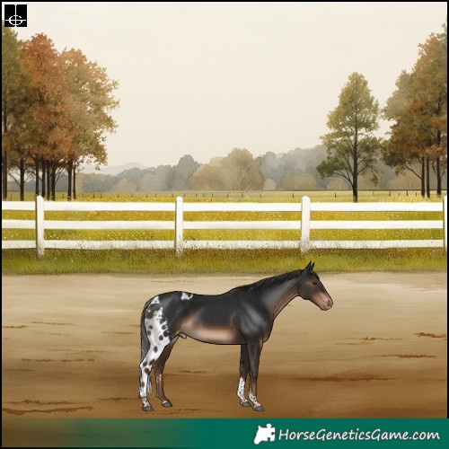 Horse Color:Liver Chestnut Tobiano Skewed Appaloosa Rabicano 